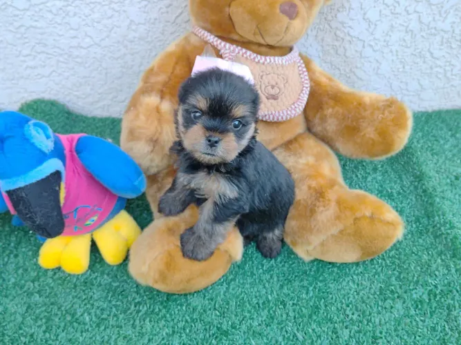 Yorkshire terrier miniatura