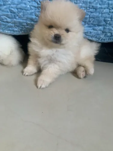 SPITZ ALEMÃO