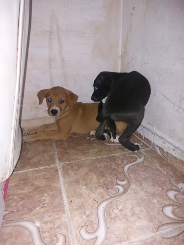 Duas cadelas lindas para doação