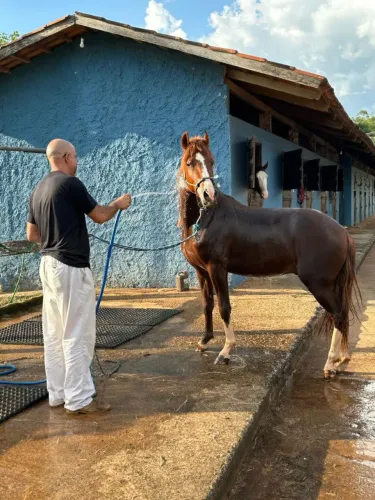 Vende-se garanhão mangalarga marcha picada