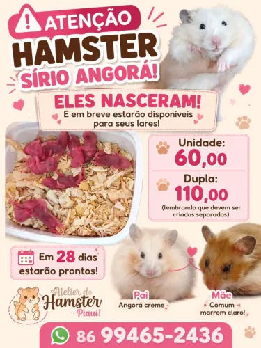 Hamster Sírio Angorá - Filhotes Disponíveis (Reserva)