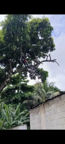 Podas e serviço de jardinagem 