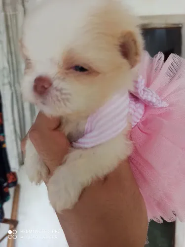 Sptzi anão 
