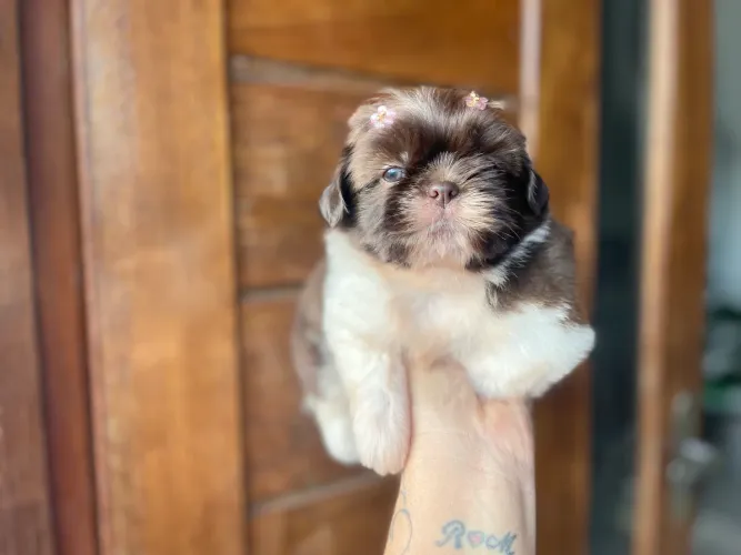 Maravilhosa fêmea mini shih tzu Chocolate e branco