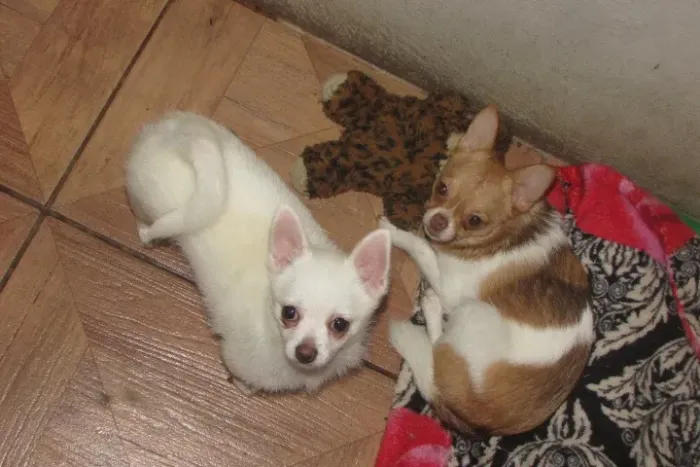 Filhote de chihuahua branco