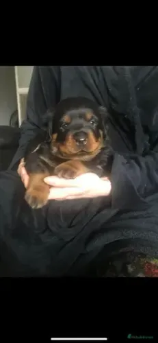 Baby rottweiler super dócil brincalhão e saudável vacinado