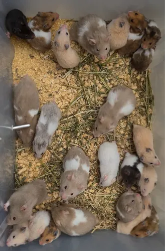 Hamster Sírio (Roedores CWB) 