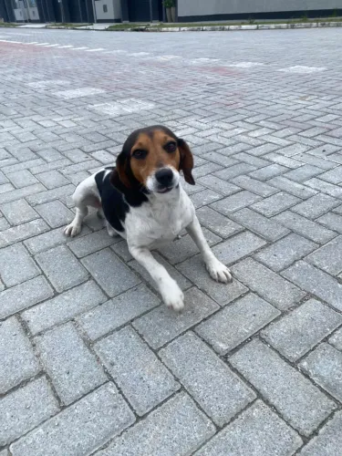 Doação de cão.