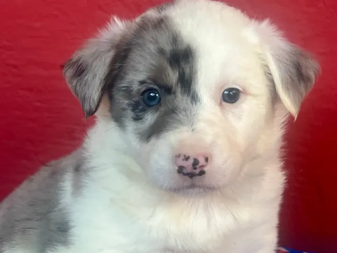 Fêmea Blue Merle com pedigree. Border Collie 