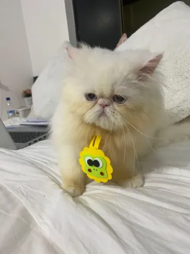 Gato Persa lindos filhotinhos com estrutura forte