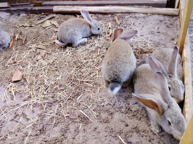 Filhotes de coelhos Gigante de Flandres