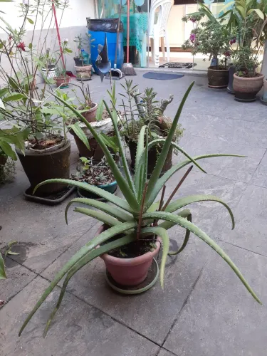 Plantas naturais babosa 