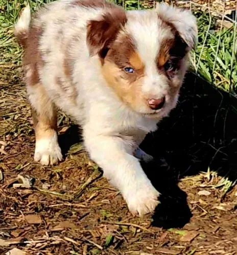 Filhotes de Border Collie  | Companhia fiel e amorosa.