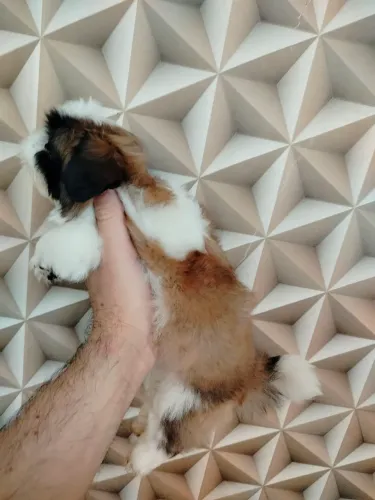 Lindos filhotes de Shih Tzu
