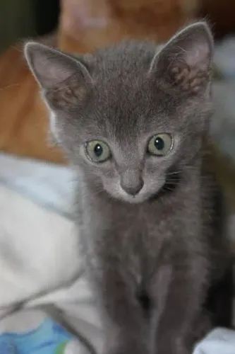 Gato cinza fofinho