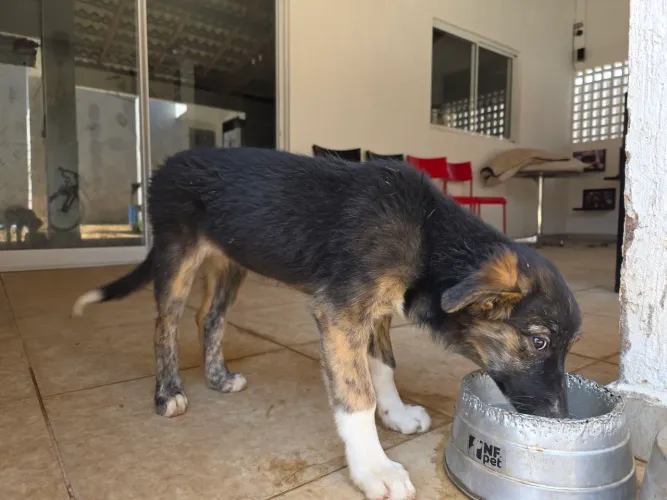 Border collie