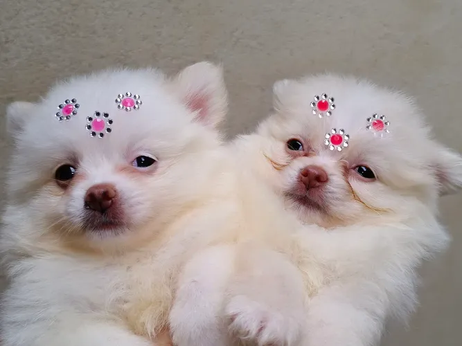 Lulu da Pomerânia anões fêmeas e macho,c/pedigree, estudamos propostas