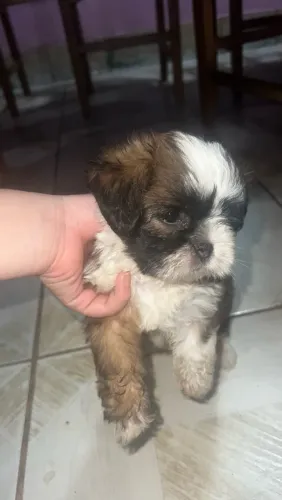 Filhote de Shih-Tzu