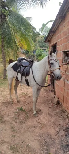 Cavalo roubado