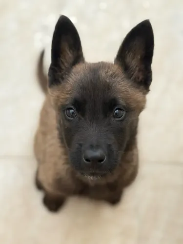 Filhote Pastor Belga Malinois
