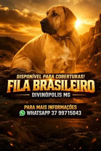 Vendo filhotes de fila brasileiro puro!!!
