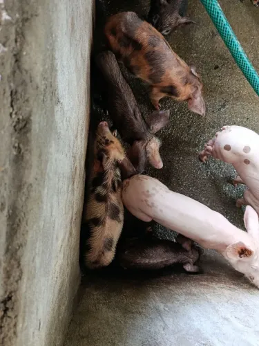 Vendo 5 Leitões Já Desmamados (3 Meses de Idade)