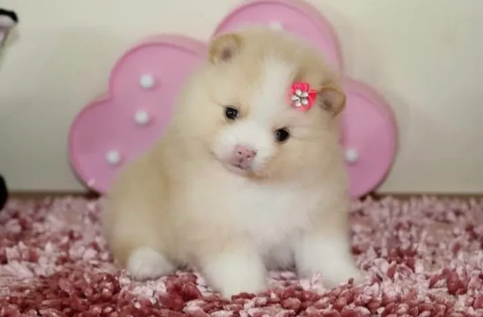 Lulu da pomerania fêmea 
