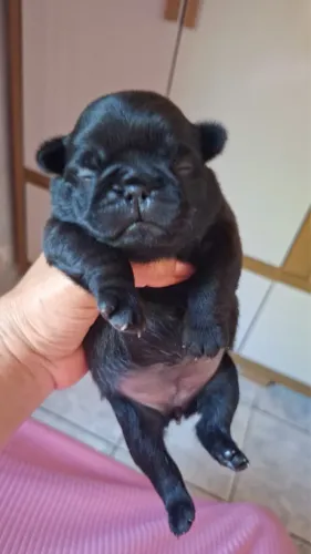 Filhote de pug