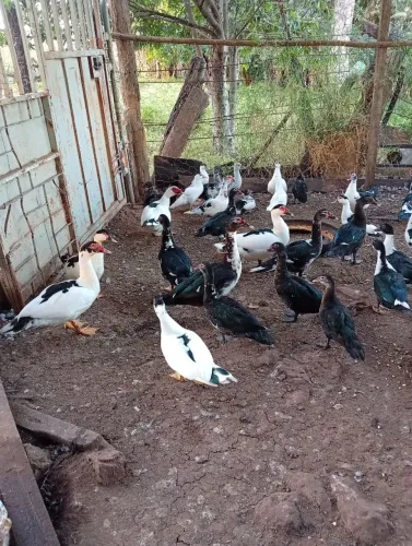 VENDO PATOS E PATAS