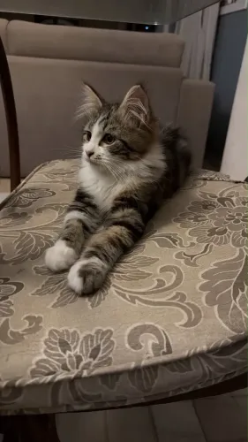 Gato Mainecoon 