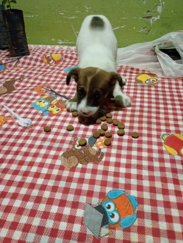 Estou doando essa cachorrinha
