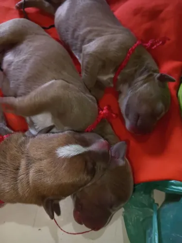 Vendas de pitmonster i pitibull genética boa ,lindos i bem saudável.