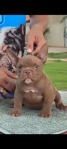 FILHOTES DE AMERICAN BULLY MICRO 
