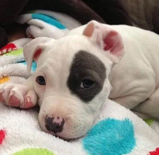 Baby Pitbull/ Pit Monster com olhos azuis e pelagem densa7