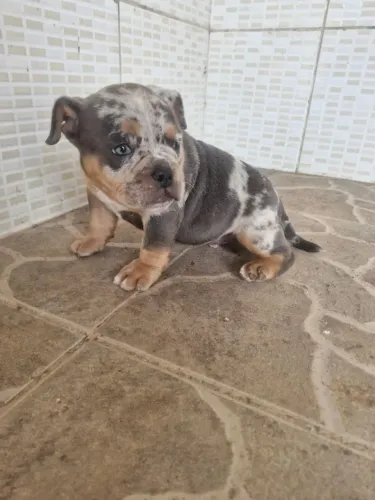 Bully
