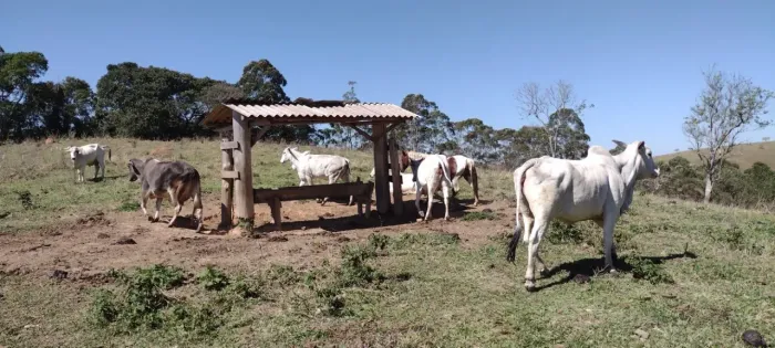 Fazenda de 254,1 Hectares com Abundância de Água e Piquetes em Lagoinha/SP