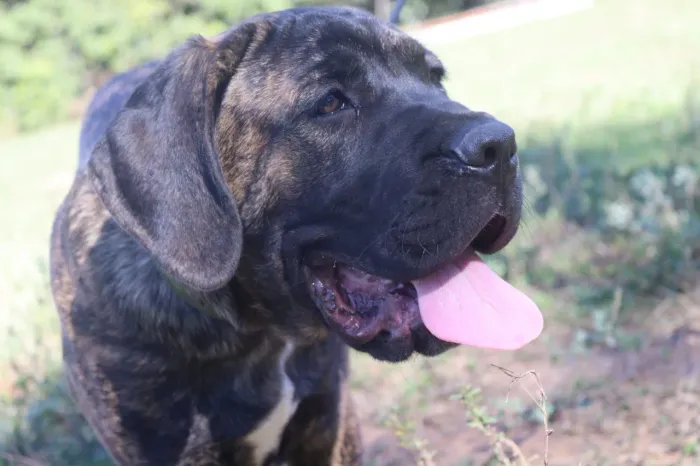 Filhote cane corso italiano macho