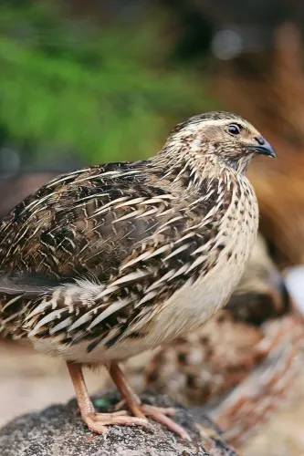 Codorna Gigante 