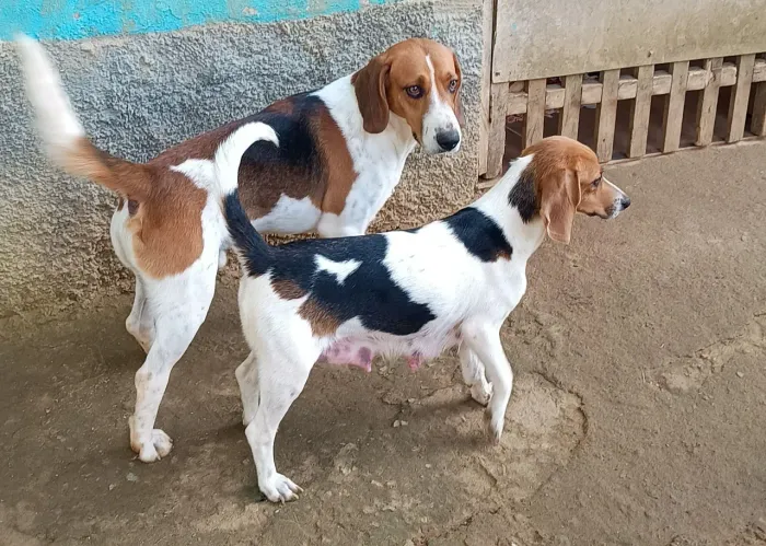 Vendo casal de cachorro 