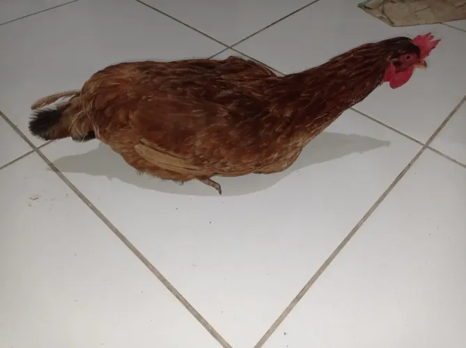 Galinha gorda botando ovos