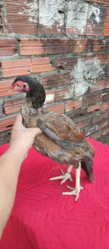 Aves disponível para venda 150 reais a unidade cria de contundência