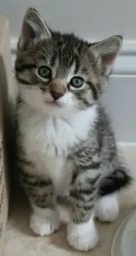 Gatinhos tigrados pronta a entrega 