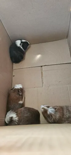 Vendo 4 porquinhos da India