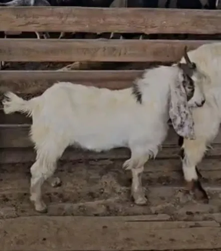 cabrito