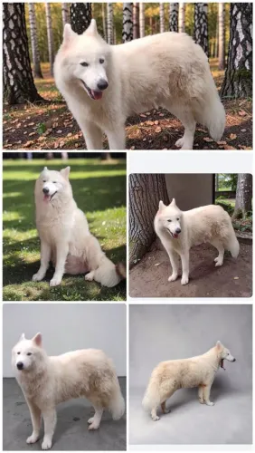 Husky siberiano wolly