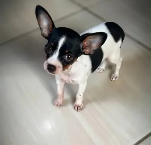 Pinscher 0 zerinho -Parcele em até 18x no cartão de crédito 