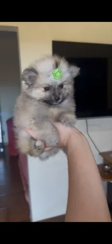 Lulu da pomerania (spitz alemão) anã fêmea laranja 