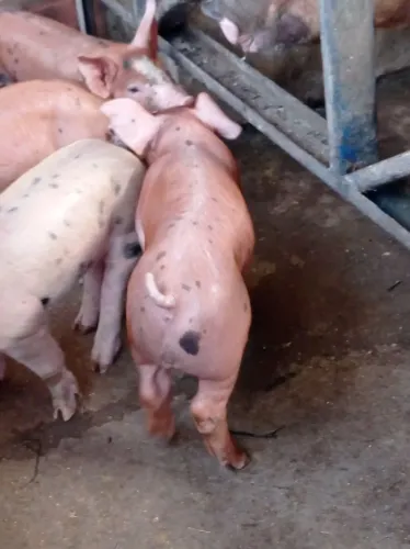 Tenho suínos de genética pra venda