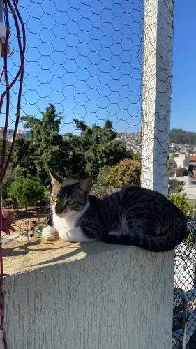 Doação gata fêmea