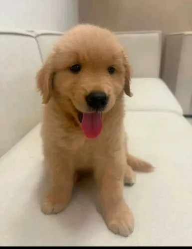 Golden Retriever